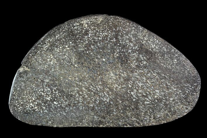 Polished Iguanodon Bone Slab - Isle Of Wight #95981